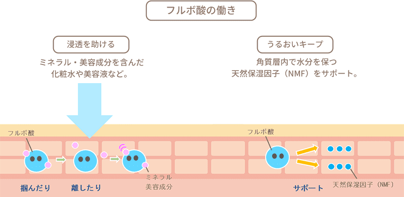 フルボ酸の働き
