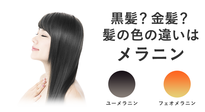 黒髪？金髪？髪の色の違いはメラニン